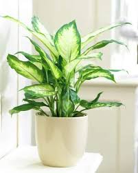 Dieffenbachia Seguine Dumb Cane Decoration Plantes Interieur Deco Plantes Plante Verte