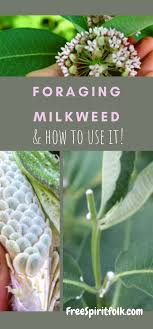 How To Forage Common Milkweed Benefits Practical Medicinal Uses How To Prepare For Food In 2020 Healing Plants Edible Plants Edible Wild Plants