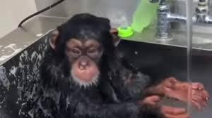 Free shipping on orders over $25 shipped by amazon. Chimp Bathing In A Sink Youtube