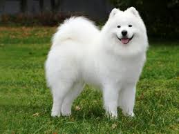 Samoyed Fun Facts And Crate Size Pet Crates Direct