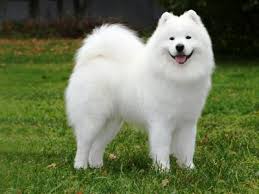 Samoyed Fun Facts And Crate Size Pet Crates Direct