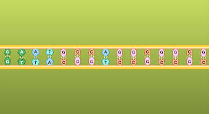 The molecular basis of mutations 1. Mutations Stem Resource Finder