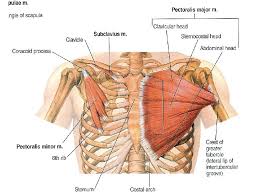 There are around 650 skeletal muscles within the typical human body. Muscles Of The Pectoral Region