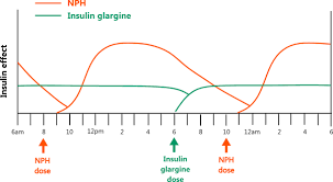 This is because insulin drives protein and carbohydrate into muscle but insulin also shunts tons of fat into adipose tissue storage you'd hardly expect that 160 extra grams of carbs, or 640 extra calories per day would make a significant difference to someone. Insulin Dosing