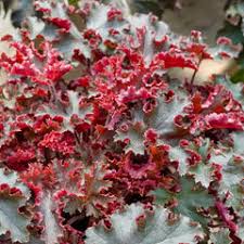 Image result for Heuchera Metallica