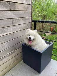 My floofer so happy pretending to be a plant : r/samoyeds