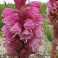 Image result for Satyrium confusum