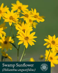 Image result for Sporobolus angustifolius