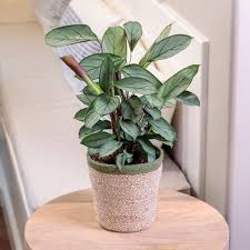 Image result for Ctenanthe