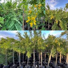 Image result for Calpurnia aurea