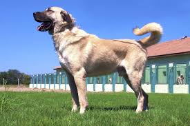 Kangal Ve Akbaslarin Genlerine Ozel Koruma