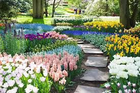 As always, we will have a huge range of spring flowering bulbs including our very own daffodils. 10 Best Bulbs To Plant In The Fall When To Bulbs