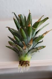 Ananas Vermehren Ananas Pflanzen Tropische Pflanzen Kreative Fotografie