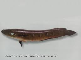 River sole, freshwater sole 日本語: à¸Šà¸¡à¸›à¸¥à¸²à¹ƒà¸™à¹€à¸žà¸¥à¸‡à¹€à¸£ à¸­ Museum Thailand