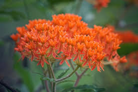 Image result for Floscopa tuberculata