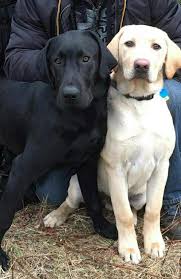 Black And White Labrador Puppy Pin By Becky Cagwin On Animals Hot Diggity Dogs Cute Dogs Labrador Dog Dog Person