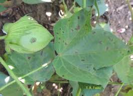B to be used with integrated pest management for cotton, 2nd edition, uc anr publication 3305 for. Cotton Disease Identification And Control