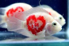صور اسماك 2015 صور اسماك البحر الاحمر تحميل صور اسماك متحركة Parrot Fish Fish Aquarium Fish