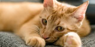 Tanda kucing sakit dilihat dari area tubuh. 10 Ciri Ciri Kucing Mau Mati Apakah Bisa Diselamatkan Pintarpet