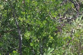 Image result for Commiphora angolensis