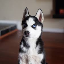 Dante The Husky Puppy S First Day Home With Us Look At Those Shocking Blue Eyes Http Ift Tt 2mxaepy Husky Puppy Husky Eyes Puppies