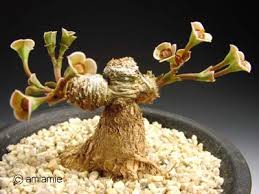 Image result for Monadenium pedunculatum