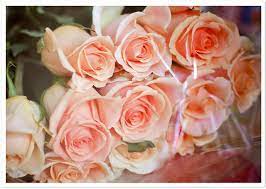 Peach Roses Pink Flowers Wallpaper Peach Roses Rose