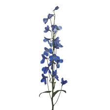 Image result for Delphinium leroyi