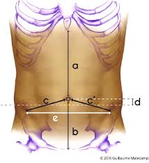 Image result for Umbilicus