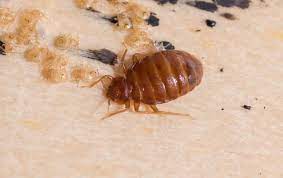 Bed bugs are just one of those troublesome pests. Bed Bug Control Quality Bed Bug Inspections Treatments