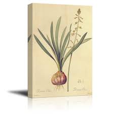 Image result for Drimia elata