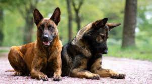 We did not find results for: Dutch Shepherd Vs German Shepherd Differences Similarities