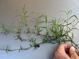 Image result for Cynodon