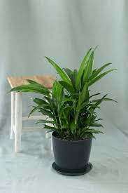 Image result for Dracaena aubryana