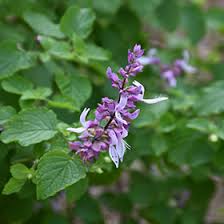 Image result for Ocimum labiatum