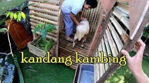 Ukuran kandang koloni ternak dan pengemukan. Membuat Kandang Kambing Dari Bambu Youtube