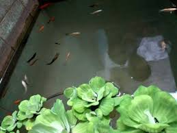 Kolam Koi Dan Ikan Koi Steemit