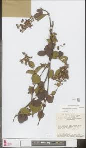 Image result for Janusia