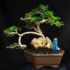 Bonsai Mame Serut Air Terjun Simpel Cahunit Com