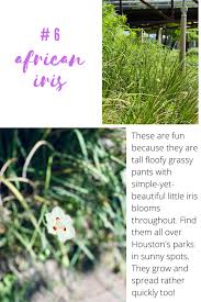 Easy Plants For People Who Aren T Plant People In 2020 Easy Plants African Iris Sun Loving Plants