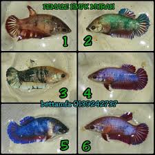 Jika kucing anda memiliki mata hijau, ini bisa menjadi nama yang bagus 3. Ikan Laga Betina Murah Murah Jualan Malaysia Betta Fish Ikan Laga Malaysia Facebook