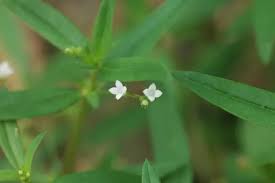 Image result for Oldenlandia angolensis