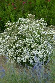 The latin genus name for baby's breath is gypsophila, which indicates that the plant likes a more alkaline soil. How To Grow Baby S Breath And Use It In Arrangements Hgtv