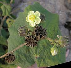 Image result for Abutilon englerianum