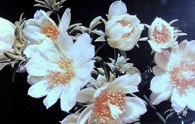 Image result for Pereskia aculeata