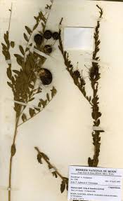 Image result for Maerua edulis