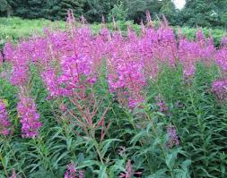 Image result for Epilobium salignum