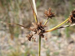 Image result for Cyperus deciduus