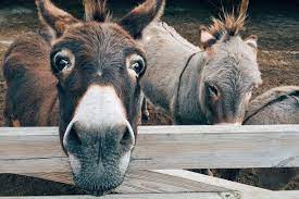The cost to keep/raise a cow per year is around $500 to $1000. How Much Does A Donkey Cost Farm Animals