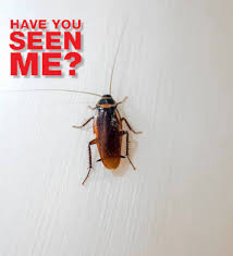 Our services include the removal of wasps, ants the woodlands pest control. Pest Control In The Woodlands One Source Residential Services
